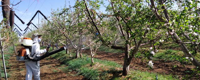 Agrónomo aplicando tratamiento fitosanitario en un invernadero de tomates.