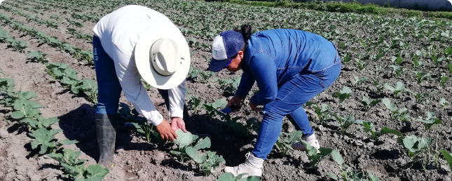 Agrónomo aplicando tratamiento fitosanitario en un invernadero de tomates.