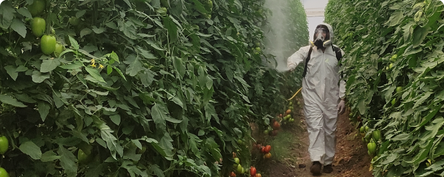 Agrónomo aplicando tratamiento fitosanitario en un invernadero de tomates.